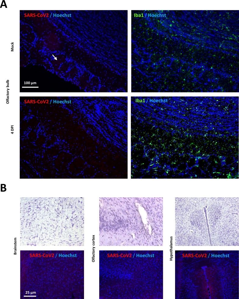 Supplementary Fig. 3