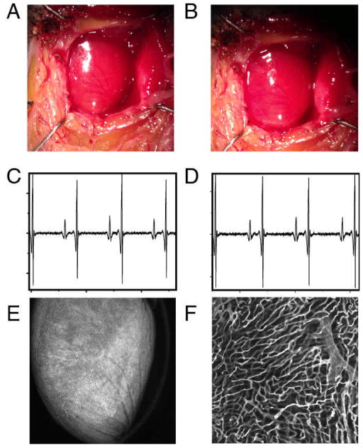 Fig. 5