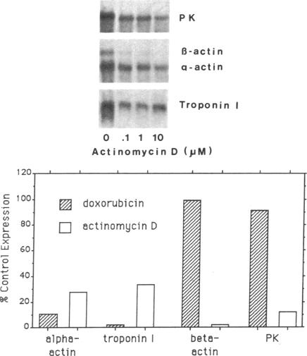 graphic file with name pnas01036-0263-c.jpg