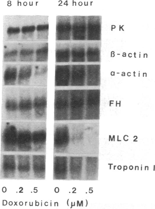 graphic file with name pnas01036-0263-a.jpg