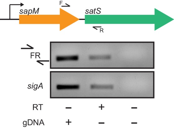 Figure 2—figure supplement 1.