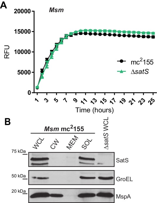 Figure 1—figure supplement 1.