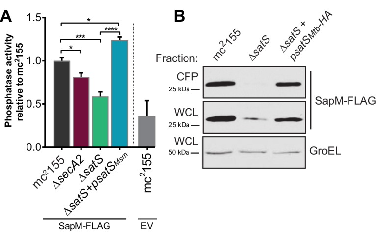 Figure 5—figure supplement 1.