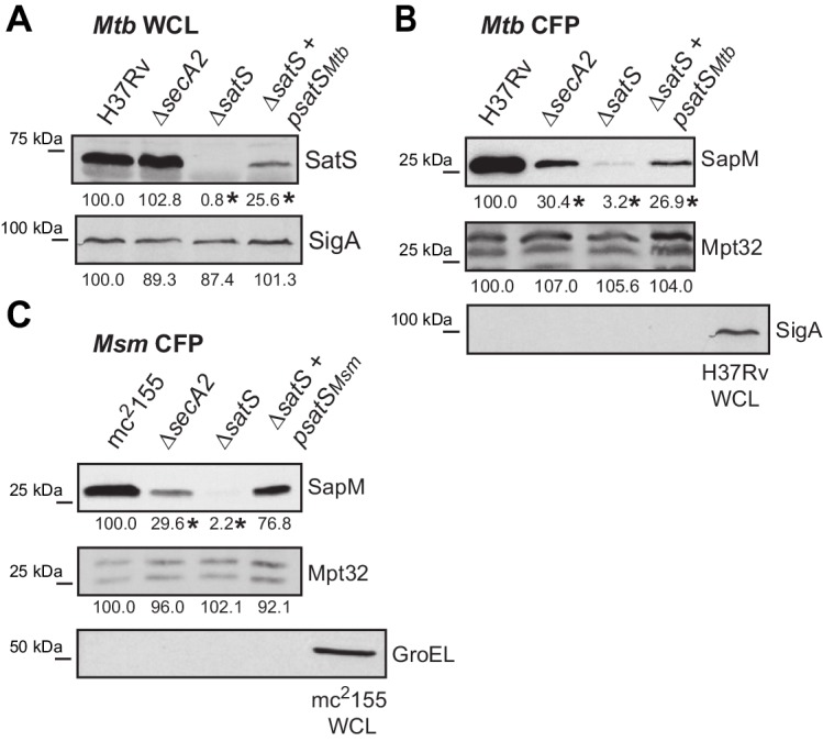 Figure 2—figure supplement 3.