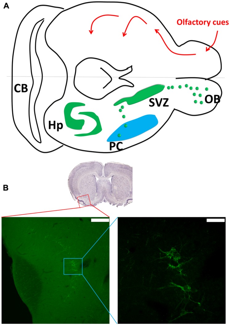 FIGURE 1