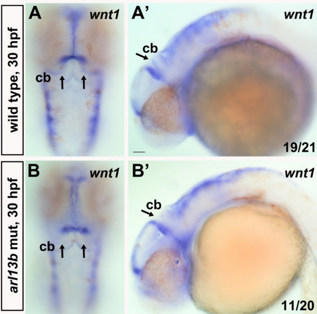 Fig. 5