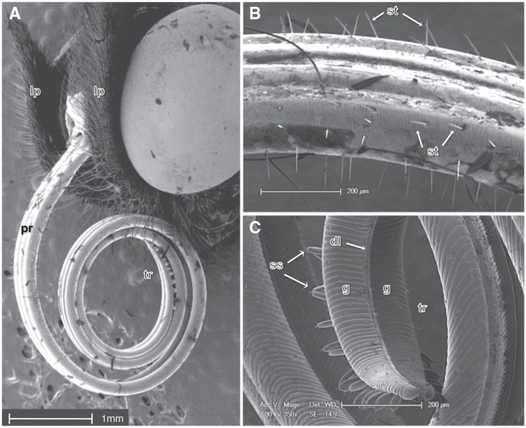 Fig. 1.—.