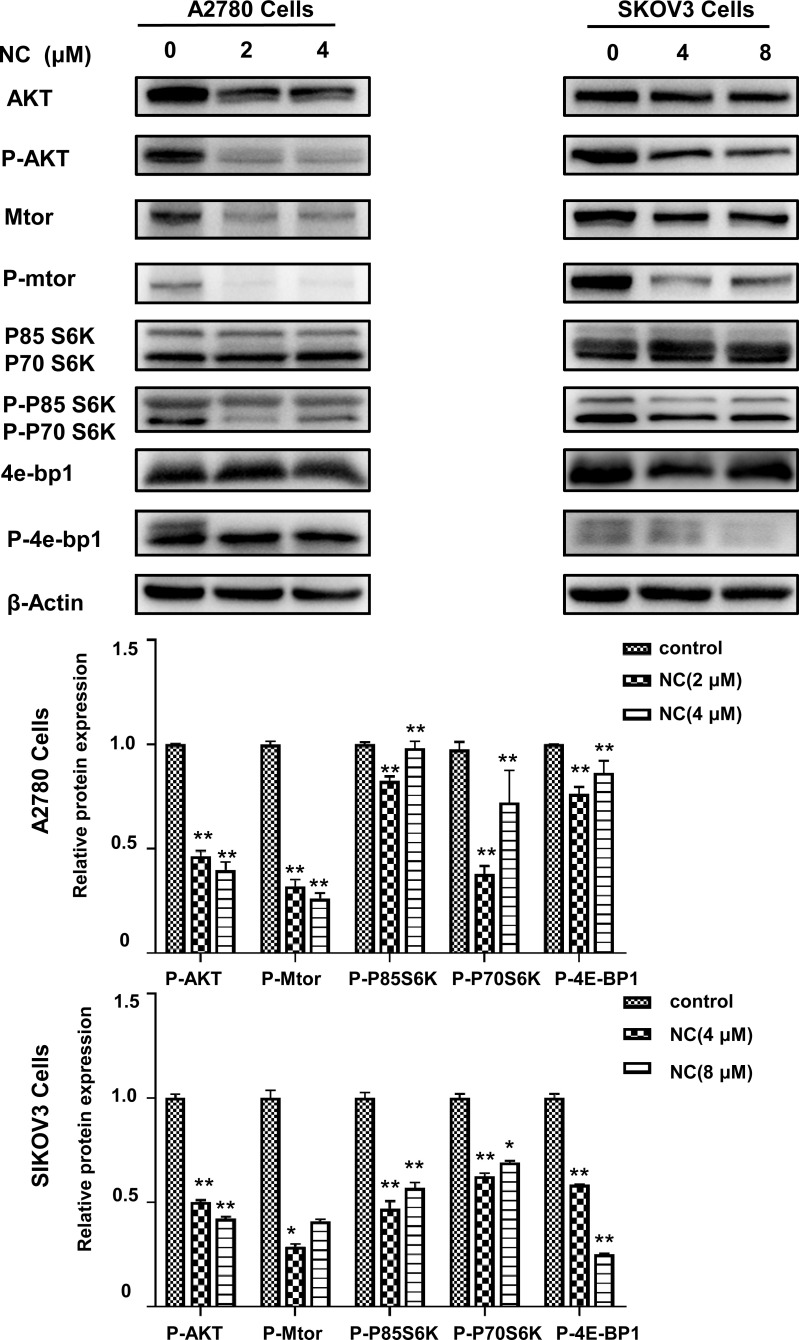 Fig. (6)