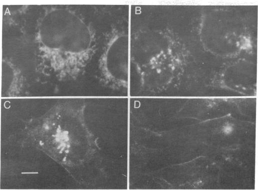 graphic file with name pnas00635-0202-a.jpg