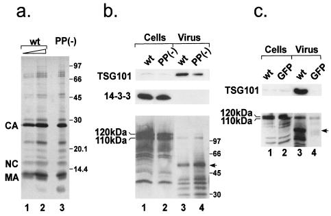 FIG. 8.