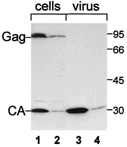 FIG. 1.