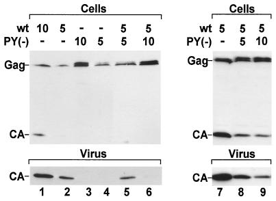 FIG. 3.