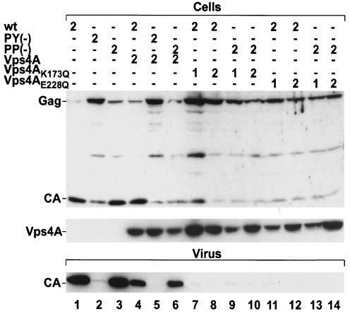 FIG. 9.