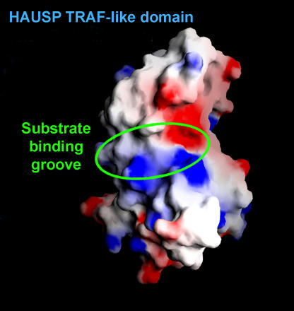 HAUSP TRAF-like domain contains a shallow surface groove, which corresponds to the region where the receptor peptides bind