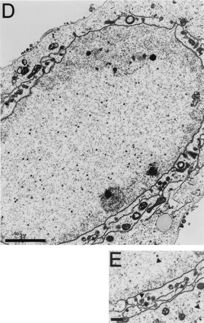 FIG. 7