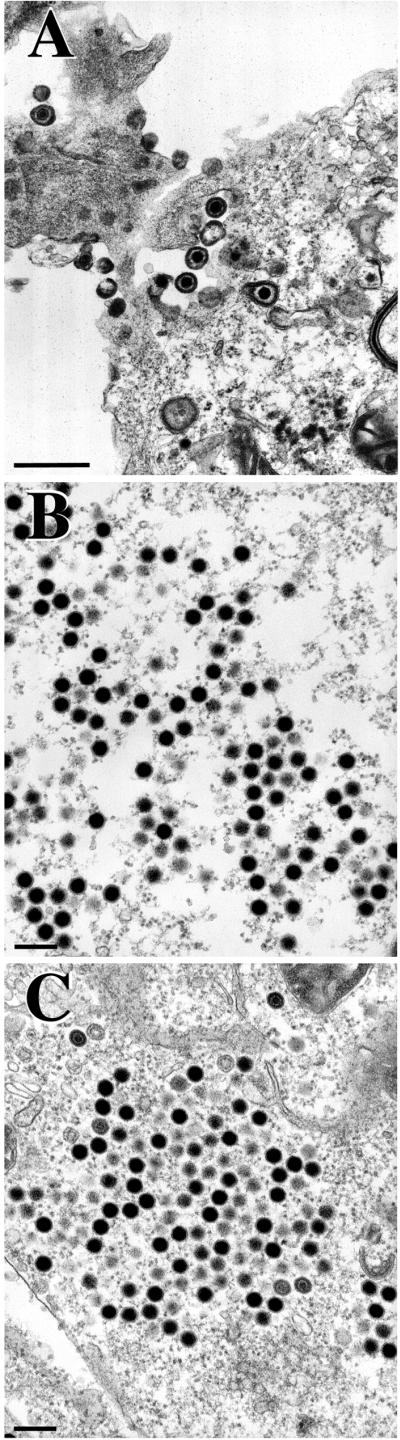 FIG. 7