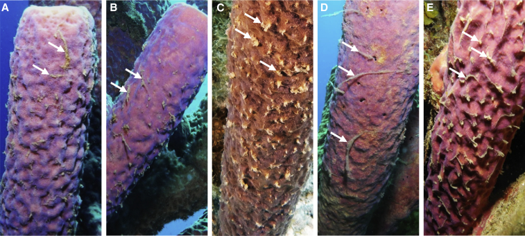 Figure 3