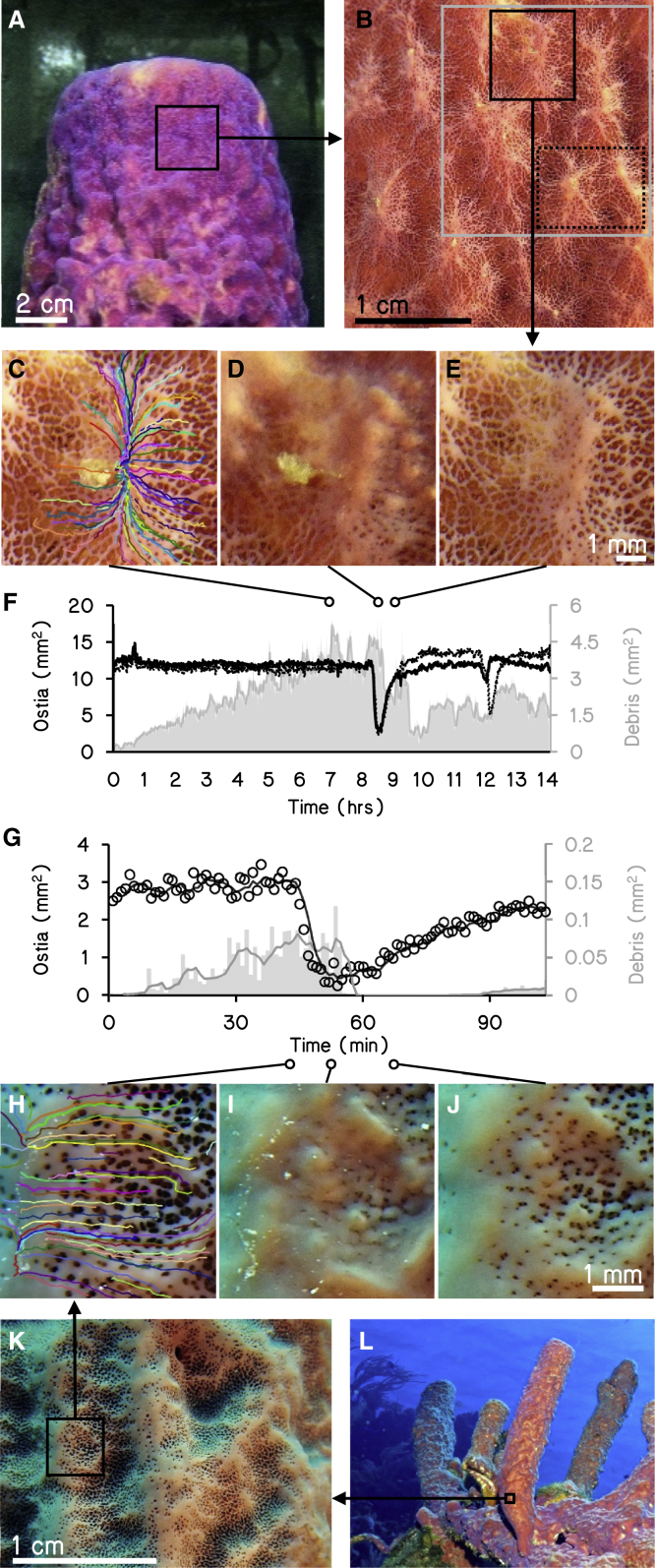 Figure 1