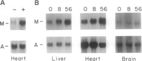 graphic file with name pnas01145-0264-a.jpg