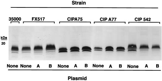 FIG. 8