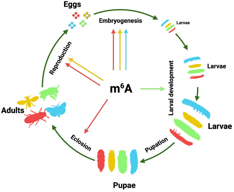 Figure 1