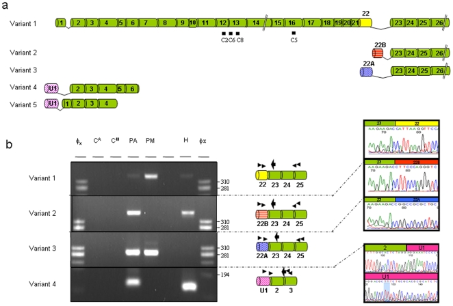 Figure 5