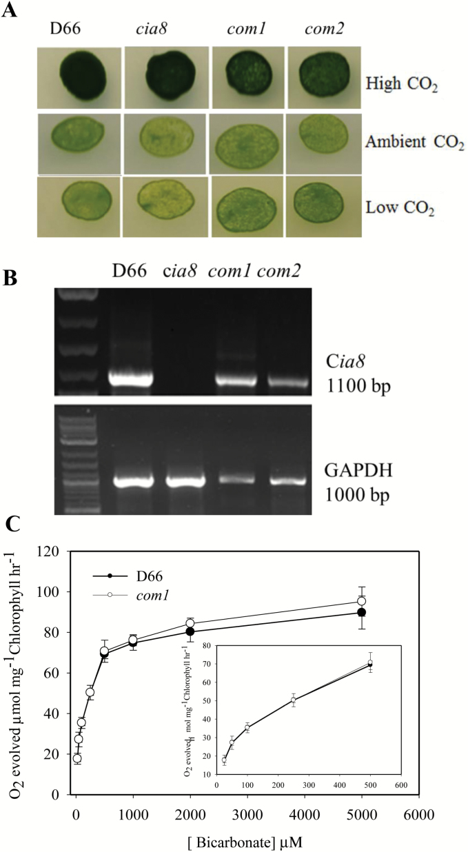 Fig. 7.