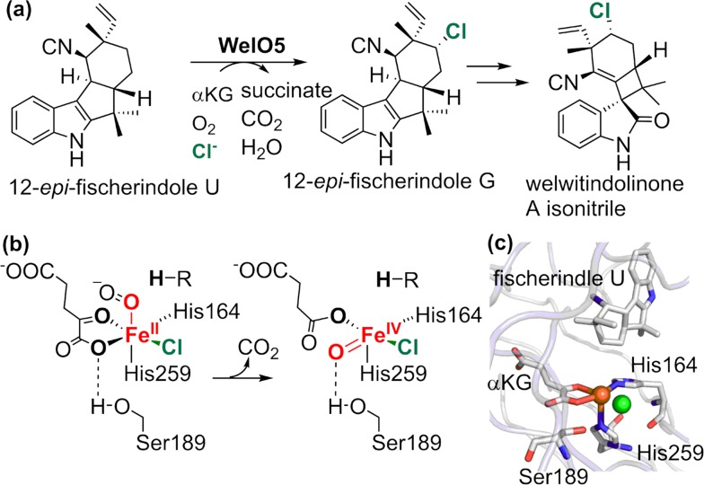 Fig. 18