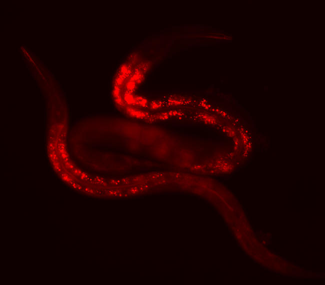 Regulation of fat content and lifespan in C. elegans
