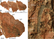 PIMUZ A/I 5338. Ctenacanth fossil from the Famennian of the Anti-Atlas, Morocco, with a preserved fin spine of another chondrichthyan in its mouth