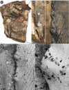 PIMUZ A/I 5263. Ctenacanthus tumidus from Madene El Mrakib, Famennian