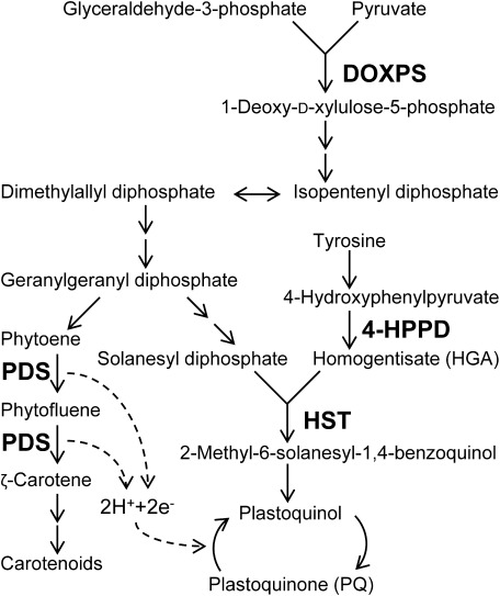 Fig. 1. Carotenoids and plastoquinone biosynthesis pathways. Target enzymes of inhibitors are indicated in bold. Two consecutive arrows indicate multi-step reactions. DOXPS, 1-deoxy-D-xylulose-5-phosphate synthase; PDS, phytoene desaturase; 4-HPPD, 4-hydroxyphenylpyruvate dioxygenase; HST, homogentisate solanesyltransferase.