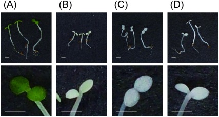 Fig. 3. Effect of herbicide treatment (500 ppm) on Arabidopsis seedlings. (A) Control, (B) cyclopyrimorate, (C) mesotrione, and (D) norflurazon. Scale bar=1 mm. The upper panel shows whole seedlings, whereas the lower panel shows the expanded leaves of each seedling. Images were taken 5 days after sowing.