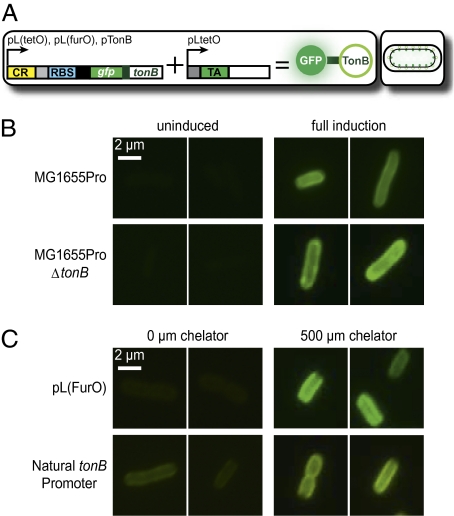 Fig. 2.