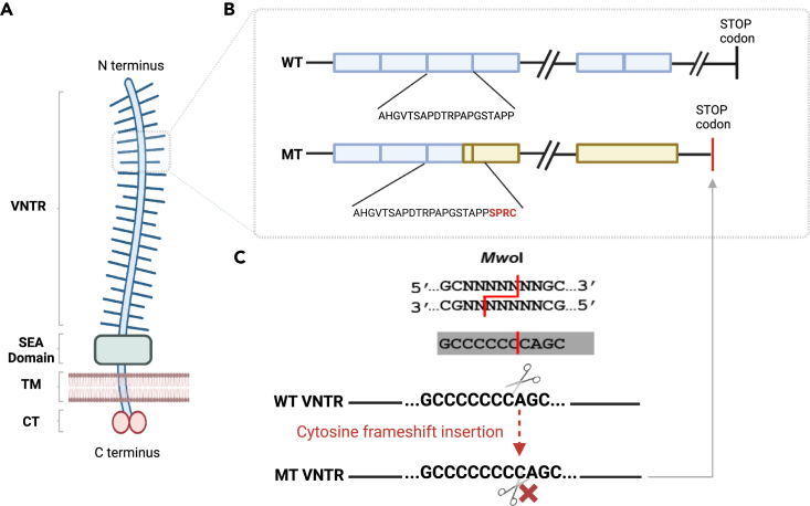 Figure 1