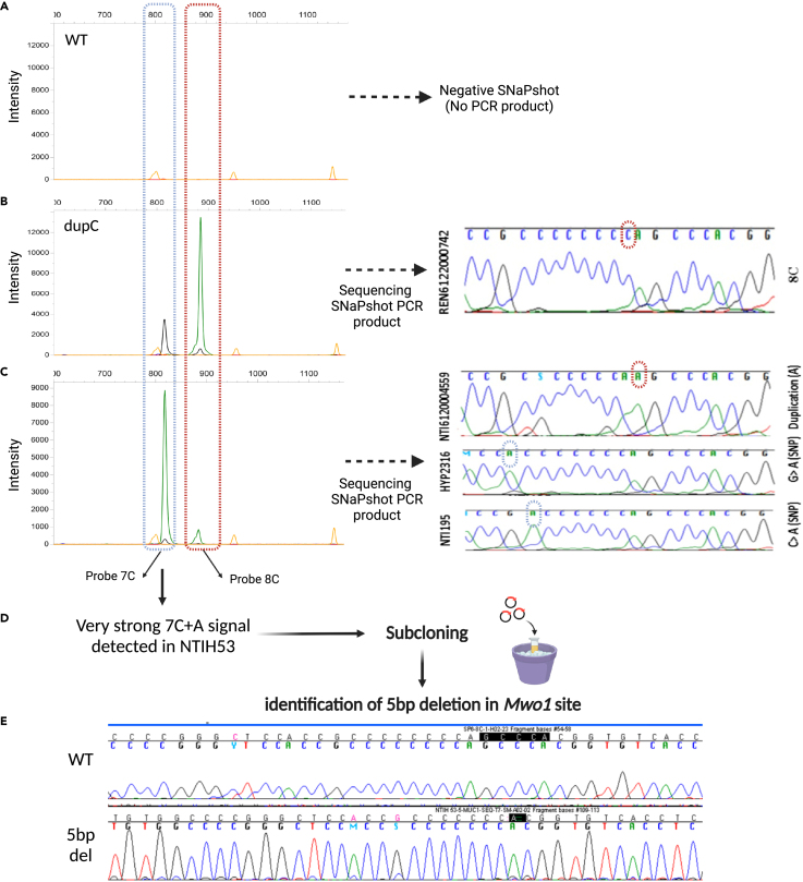 Figure 4