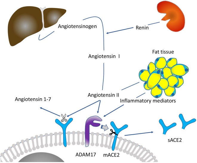 Graphical Abstract