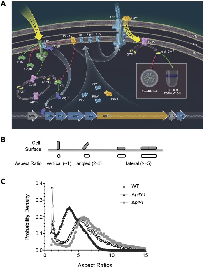 FIG 1 