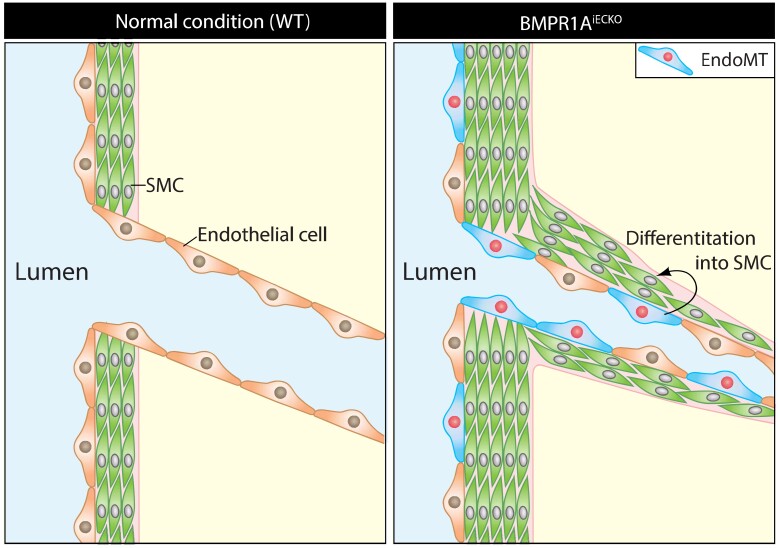 Graphical abstract