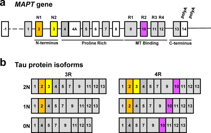 Fig 1