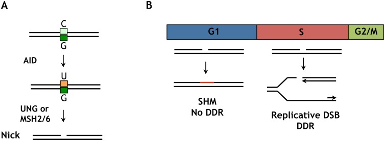 Fig 7