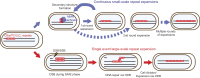 Graphical Abstract