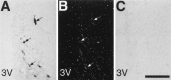 Fig. 10.