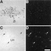 Fig. 9.