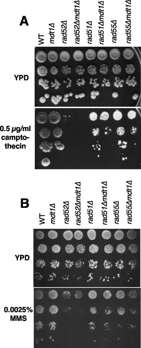 FIG. 6.