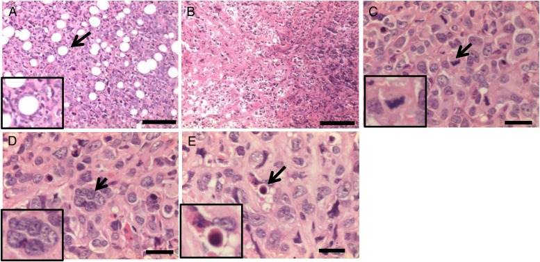 Fig. 6.