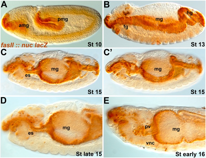 Fig 6