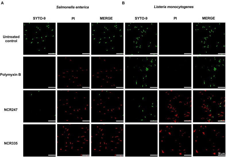 FIGURE 2