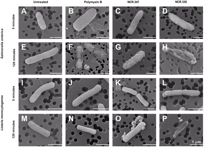 FIGURE 4