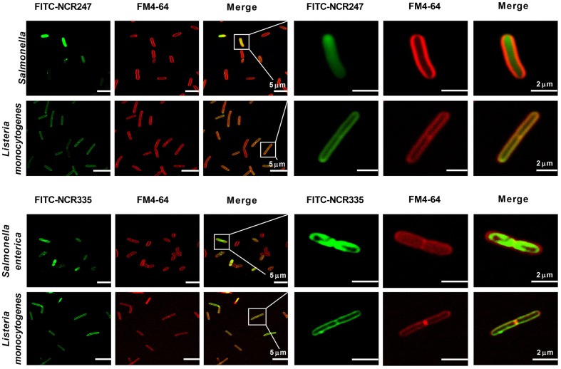 FIGURE 3